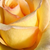 Sárga - Teahibrid rózsa - Elegant Beauty®